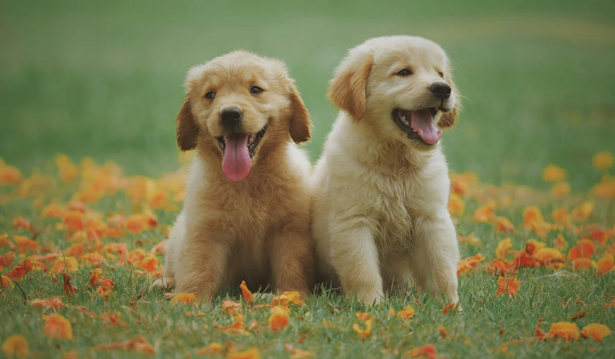 10 Empresas Líderes En Cuidado De Mascotas En España Con Grandes Ofertas